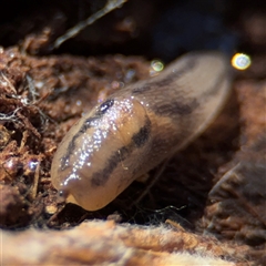 Ambigolimax sp. (valentius and waterstoni) (Striped Field Slug) at Hackett, ACT - 16 Aug 2025 by Hejor1
