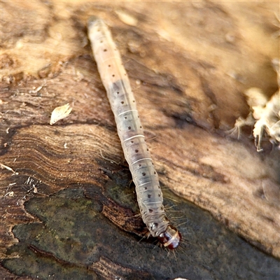 Lepidoptera unclassified IMMATURE (caterpillar or pupa or cocoon) at Hackett, ACT - 16 Aug 2025 by Hejor1