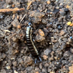 Anisolabididae (family) (Unidentified wingless earwig) at Hackett, ACT - 16 Aug 2025 by Hejor1