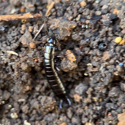 Anisolabididae (family) (Unidentified wingless earwig) at Hackett, ACT - 16 Aug 2025 by Hejor1