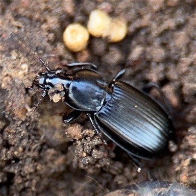 Pterostichini (tribe) (A Carabid beetle) at Hackett, ACT - 16 Aug 2025 by Hejor1