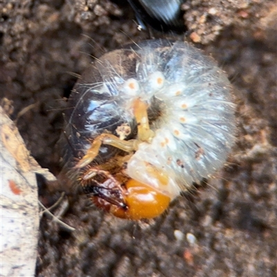 Adoryphorus coulonii (Redheaded pasture cockchafer) at Hackett, ACT - 16 Aug 2025 by Hejor1