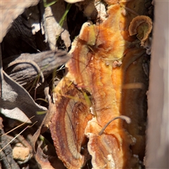 zz flat polypore - not white(ish) at Hackett, ACT - 16 Aug 2025 by Hejor1