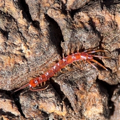 Scolopendromorpha (order) at Hackett, ACT - 16 Aug 2025 by Hejor1