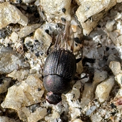Onthophagus sp. (genus) (Dung beetle) at Russell, ACT - 15 Aug 2025 by Hejor1