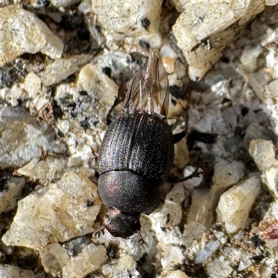 Onthophagus sp. (genus) (Dung beetle) at Russell, ACT - 15 Aug 2025 by Hejor1