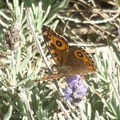 Junonia villida (Meadow Argus) at Mount Duneed, VIC - 27 Apr 2025 by WendyEM