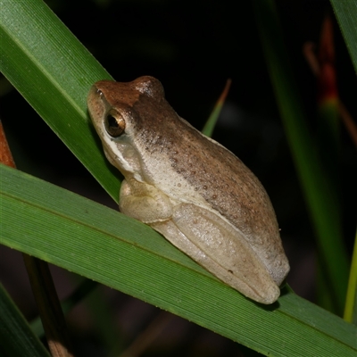 Litoria ewingii at Freshwater Creek, VIC - 12 Apr 2025 by WendyEM
