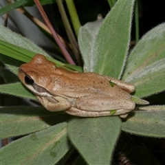 Litoria ewingii at Freshwater Creek, VIC - 12 Apr 2025 by WendyEM