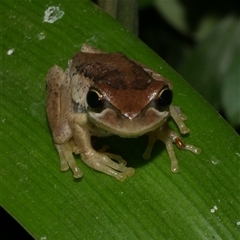 Litoria ewingii at Freshwater Creek, VIC - 12 Apr 2025 by WendyEM