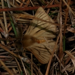 Pterolocera (genus) (Antheliid moth) at Freshwater Creek, VIC - 19 Apr 2025 by WendyEM