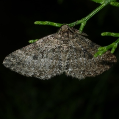Aponotoreas dascia (Dascia Carpet (Larentiinae)) at Freshwater Creek, VIC - 19 Apr 2025 by WendyEM