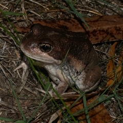 Limnodynastes dumerilii at Freshwater Creek, VIC - 16 Apr 2025 by WendyEM