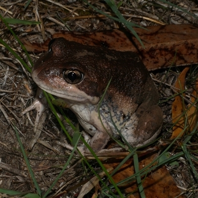Limnodynastes dumerilii at Freshwater Creek, VIC - 16 Apr 2025 by WendyEM