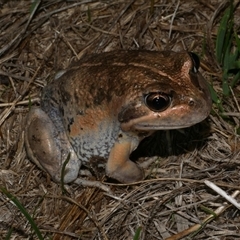 Limnodynastes dumerilii at Freshwater Creek, VIC - 16 Apr 2025 by WendyEM