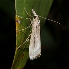 Hednota crypsichroa (A Crambid moth) at Freshwater Creek, VIC - 12 Apr 2025 by WendyEM