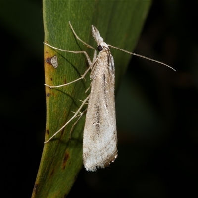 Hednota crypsichroa (A Crambid moth) at Freshwater Creek, VIC - 12 Apr 2025 by WendyEM