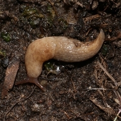 Deroceras reticulatum (Grey Field Slug) at Freshwater Creek, VIC - 21 Apr 2025 by WendyEM