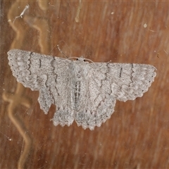 Crypsiphona ocultaria (Red-lined Looper Moth) at Freshwater Creek, VIC - 21 Apr 2025 by WendyEM