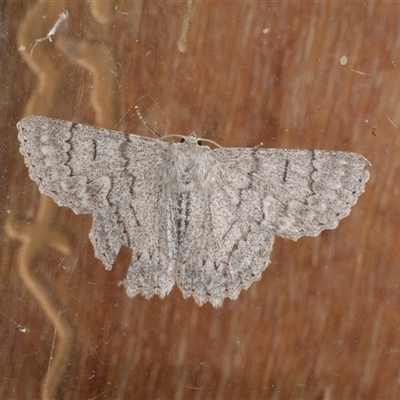 Crypsiphona ocultaria (Red-lined Looper Moth) at Freshwater Creek, VIC - 21 Apr 2025 by WendyEM