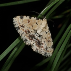 Sandava scitisignata (Fungi Snout, Hypeninae) at Freshwater Creek, VIC - 19 Apr 2025 by WendyEM