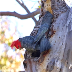 Callocephalon fimbriatum (Gang-gang Cockatoo) at Ainslie, ACT - 11 Aug 2025 by jb2602