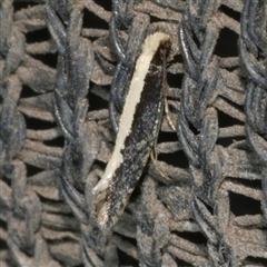 Monopis ethelella (Dead Sheep's Moth) at Freshwater Creek, VIC - 28 Apr 2025 by WendyEM