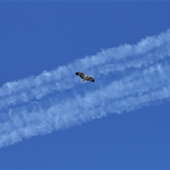 Icthyophaga leucogaster (White-bellied Sea-Eagle) at Parkes, ACT - 16 Aug 2025 by TimL