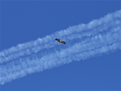 Icthyophaga leucogaster (White-bellied Sea-Eagle) at Parkes, ACT - 16 Aug 2025 by TimL