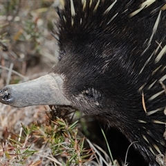 Tachyglossus aculeatus (Short-beaked Echidna) at Forde, ACT - 14 Aug 2025 by TimL