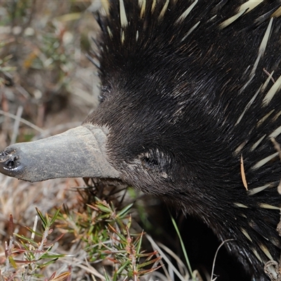 Tachyglossus aculeatus (Short-beaked Echidna) at Forde, ACT - 14 Aug 2025 by TimL
