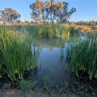 Acrocephalus australis (Australian Reed-Warbler) at Cunnamulla, QLD - 17 Aug 2025 by HelenCross