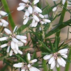 Lissanthe strigosa subsp. subulata at Wattle Ridge, NSW - 13 Aug 2025 by Curiosity