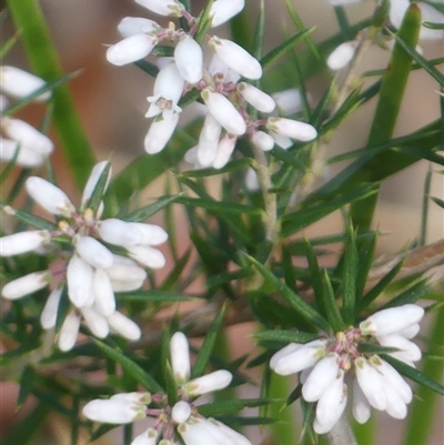 Lissanthe strigosa subsp. subulata at Wattle Ridge, NSW - 13 Aug 2025 by Curiosity