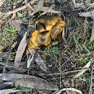 Cortinarius austrovenetus (Green Skinhead) at  - suppressed by yellowboxwoodland