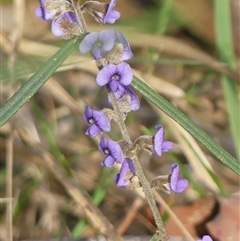Hovea heterophylla at Wattle Ridge, NSW - 13 Aug 2025 by Curiosity