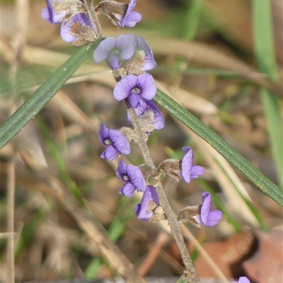 Hovea heterophylla at Wattle Ridge, NSW - 13 Aug 2025 by Curiosity