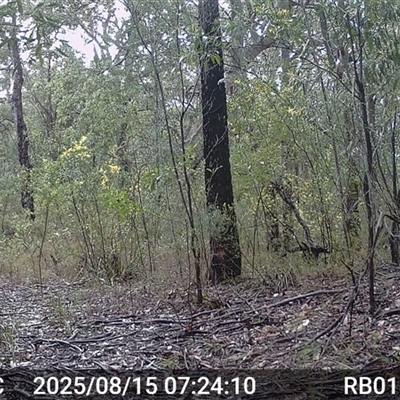 Menura novaehollandiae (Superb Lyrebird) at Bucketty, NSW - 15 Aug 2025 by MartinPredavec