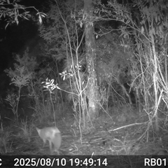 Vulpes vulpes (Red Fox) at Bucketty, NSW - 10 Aug 2025 by MartinPredavec