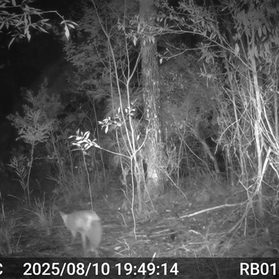 Vulpes vulpes (Red Fox) at Bucketty, NSW - 10 Aug 2025 by MartinPredavec