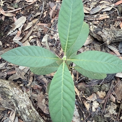 Psychotria loniceroides at Bucketty, NSW - 17 Aug 2025 by MartinPredavec