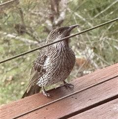 Anthochaera chrysoptera (Little Wattlebird) at Bucketty, NSW - 16 Aug 2025 by MartinPredavec