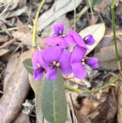 Hardenbergia violacea (False Sarsaparilla) at Bucketty, NSW - 17 Aug 2025 by MartinPredavec