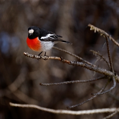 Petroica boodang (Scarlet Robin) at Chatham Valley, NSW - 17 Aug 2025 by MandyandScott