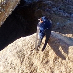 Hirundo neoxena (Welcome Swallow) at Nambucca Heads, NSW - 17 Aug 2025 by trevorpreston
