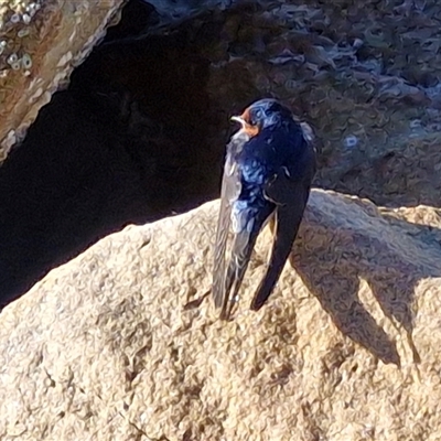 Hirundo neoxena (Welcome Swallow) at Nambucca Heads, NSW - 17 Aug 2025 by trevorpreston
