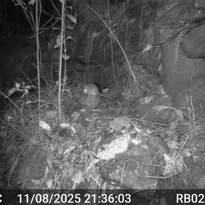 Rattus fuscipes (Bush Rat) at Bucketty, NSW - 11 Aug 2025 by MartinPredavec