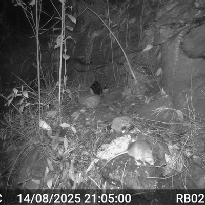 Rattus fuscipes (Bush Rat) at Bucketty, NSW - 14 Aug 2025 by MartinPredavec