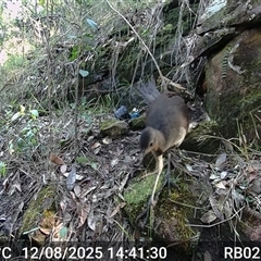 Menura novaehollandiae (Superb Lyrebird) at Bucketty, NSW - 12 Aug 2025 by MartinPredavec