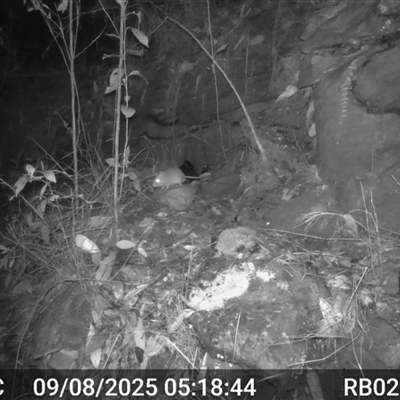 Rattus fuscipes (Bush Rat) at Bucketty, NSW - 9 Aug 2025 by MartinPredavec